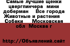 Самые лучшие щенки цвергпинчера (мини доберман) - Все города Животные и растения » Собаки   . Московская обл.,Москва г.